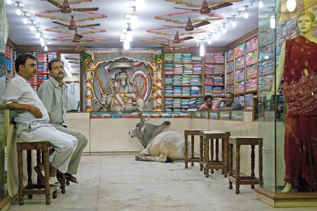 Cow in tailoring shop