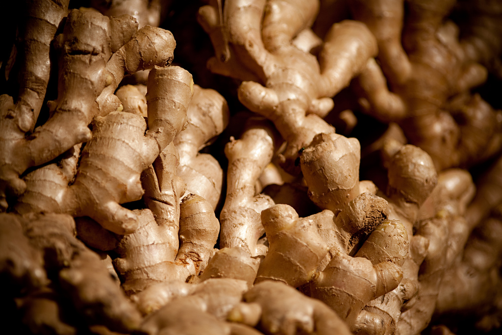 A Sea of Ginger - Creative Commons- Katy Bird