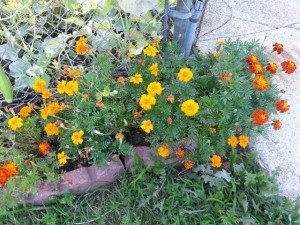The marigolds from a seed packet of 'The Best Exotic Marigold Hotel'