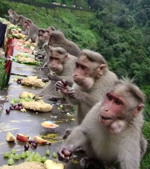 Monkeys enjoy an Onam feast - (Photo via FB - Seenivasan Narayanasamy)