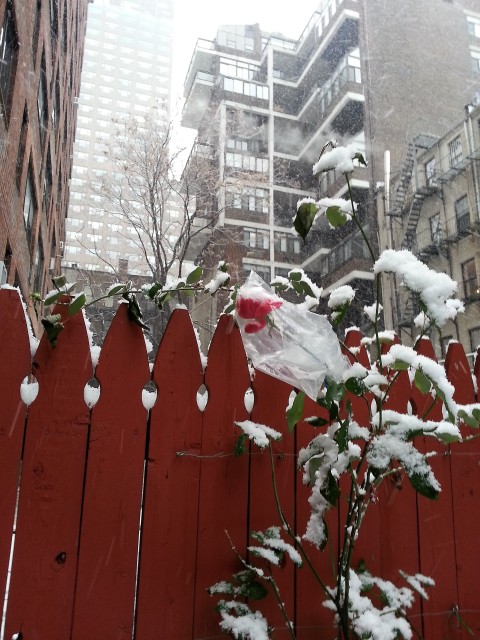 A plastic snowcoat for the rose
