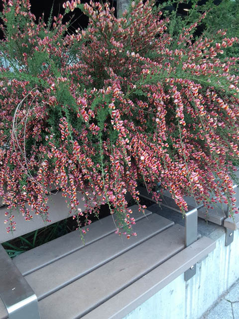 Summer flowers