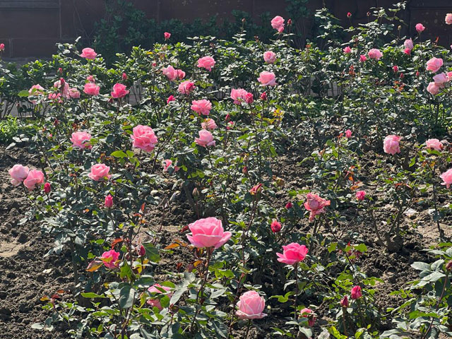 Roses at Amrit Udyan