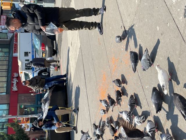 Pigeons in Diversity Plaza in Jackson Height